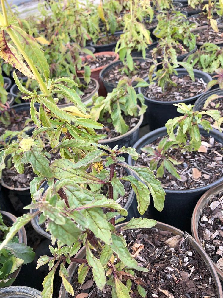 hyptis-alata-clustered-bush-mint-musky-mint