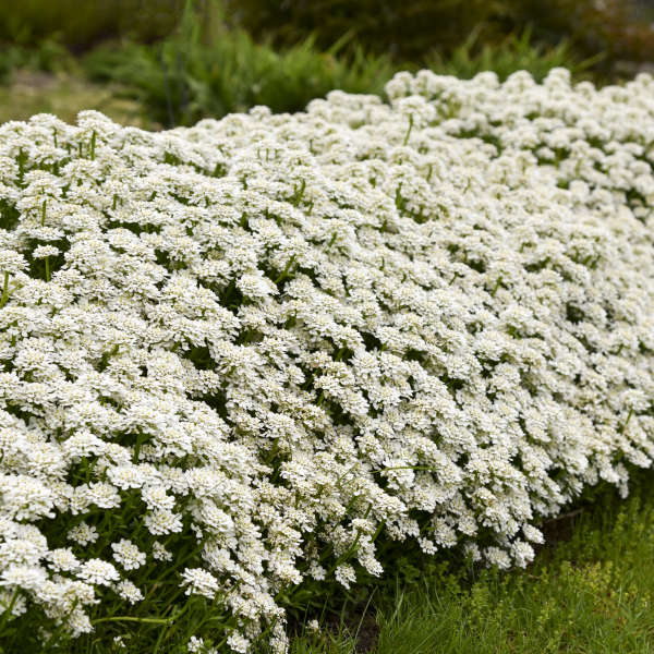 iberis-alexander-s-white-candytuft