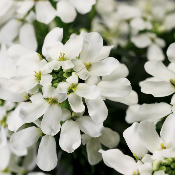 iberis-sempervirens-snow-cone-evergreen-candytuft