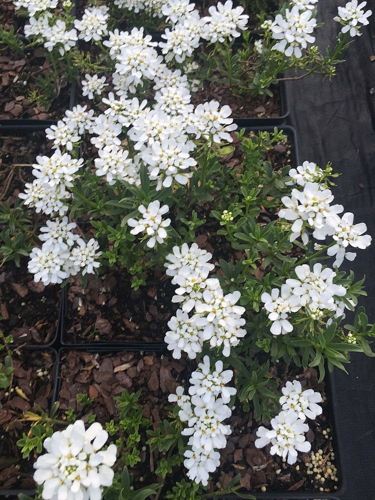 iberis-sempervirens-snowflake-evergreen-candytuft