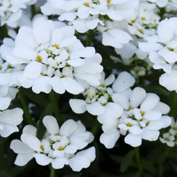 iberis-sempervirens-snowsation-evergreen-candytuft