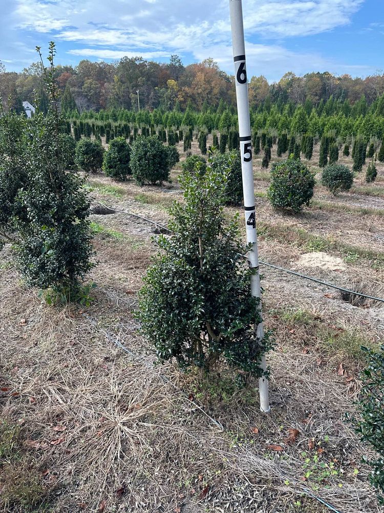 ilex-aquipernyi-meschick-holly-dragon-lady