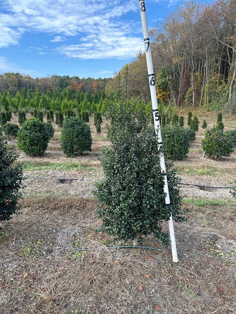 ilex-aquipernyi-meschick-holly-dragon-lady