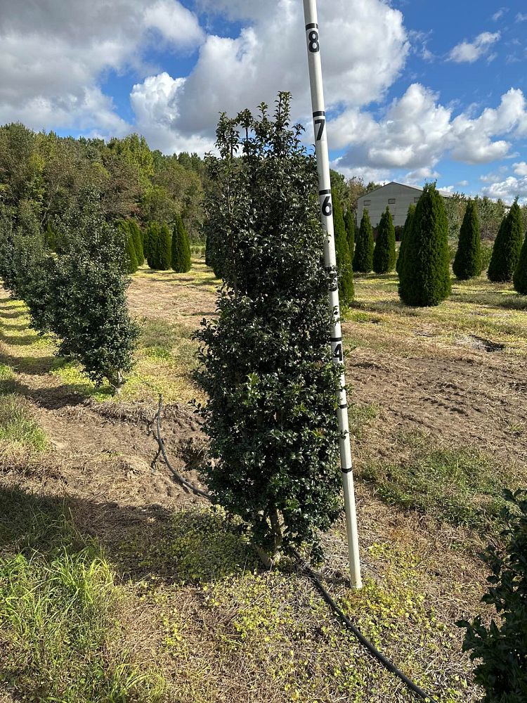 ilex-aquipernyi-meschick-holly-dragon-lady