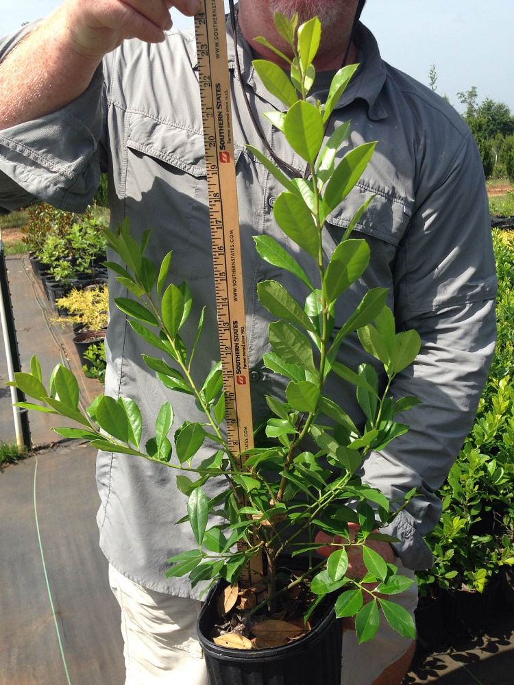 ilex-attenuata-miss-priss-holly-miss-priss