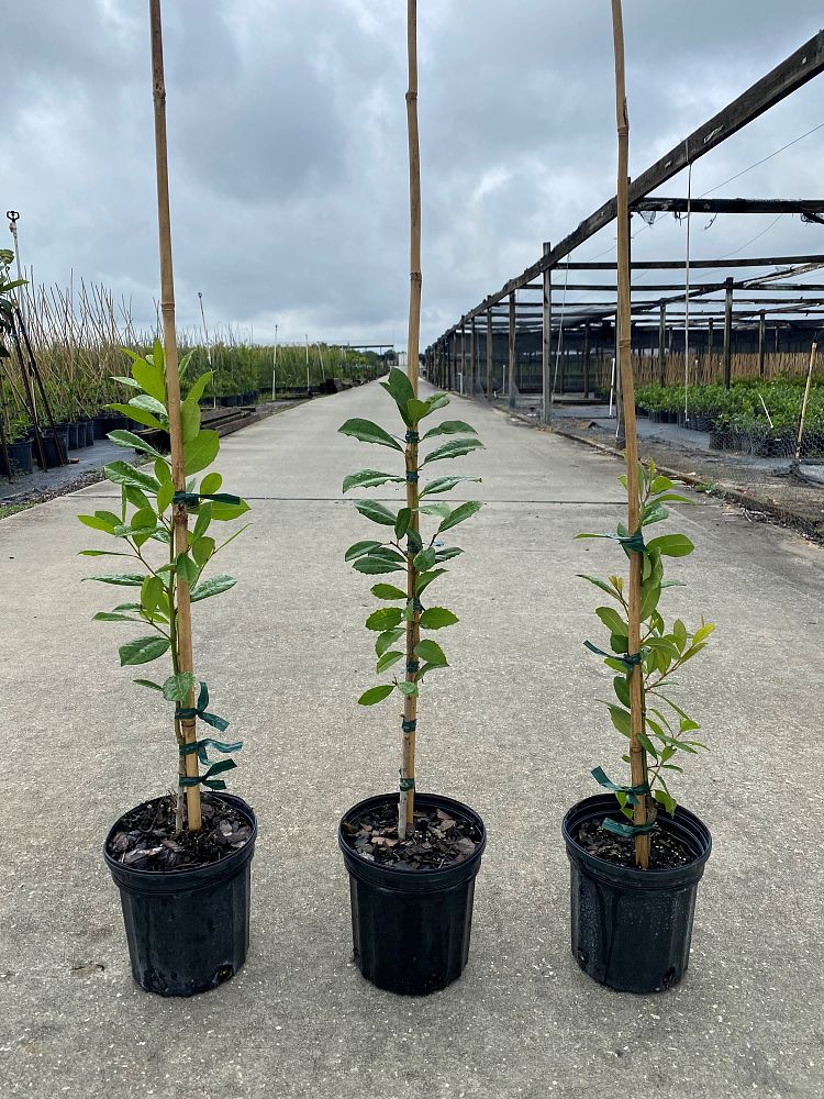 ilex-attenuata-miss-priss-holly-miss-priss