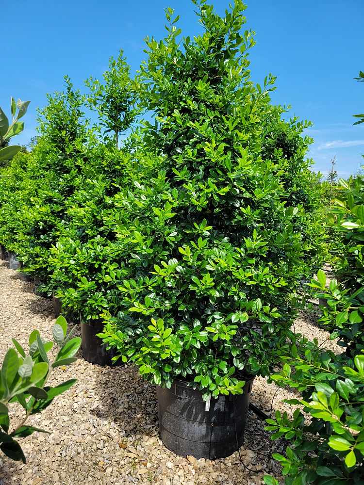 ilex-attenuata-miss-priss-holly-miss-priss