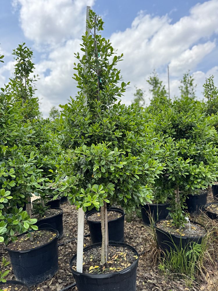 ilex-attenuata-miss-priss-holly-miss-priss