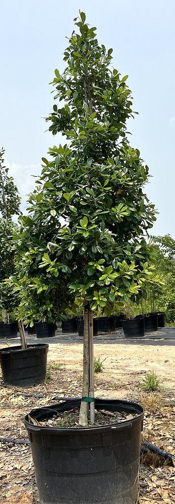 ilex-attenuata-miss-priss-holly-miss-priss