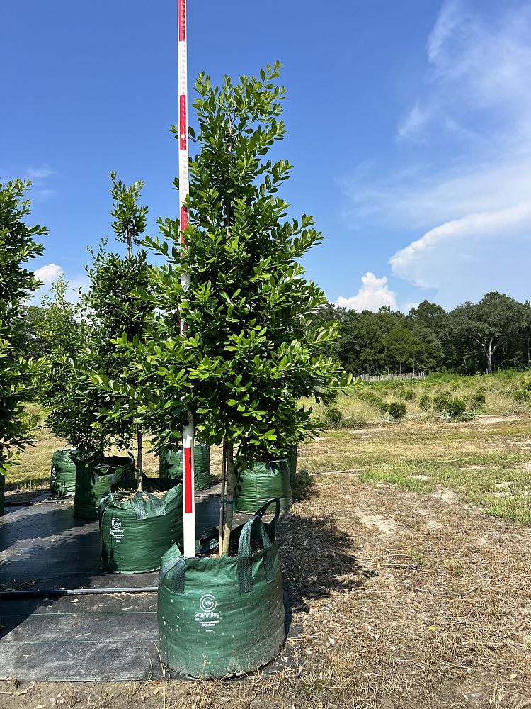 ilex-attenuata-miss-priss-holly-miss-priss