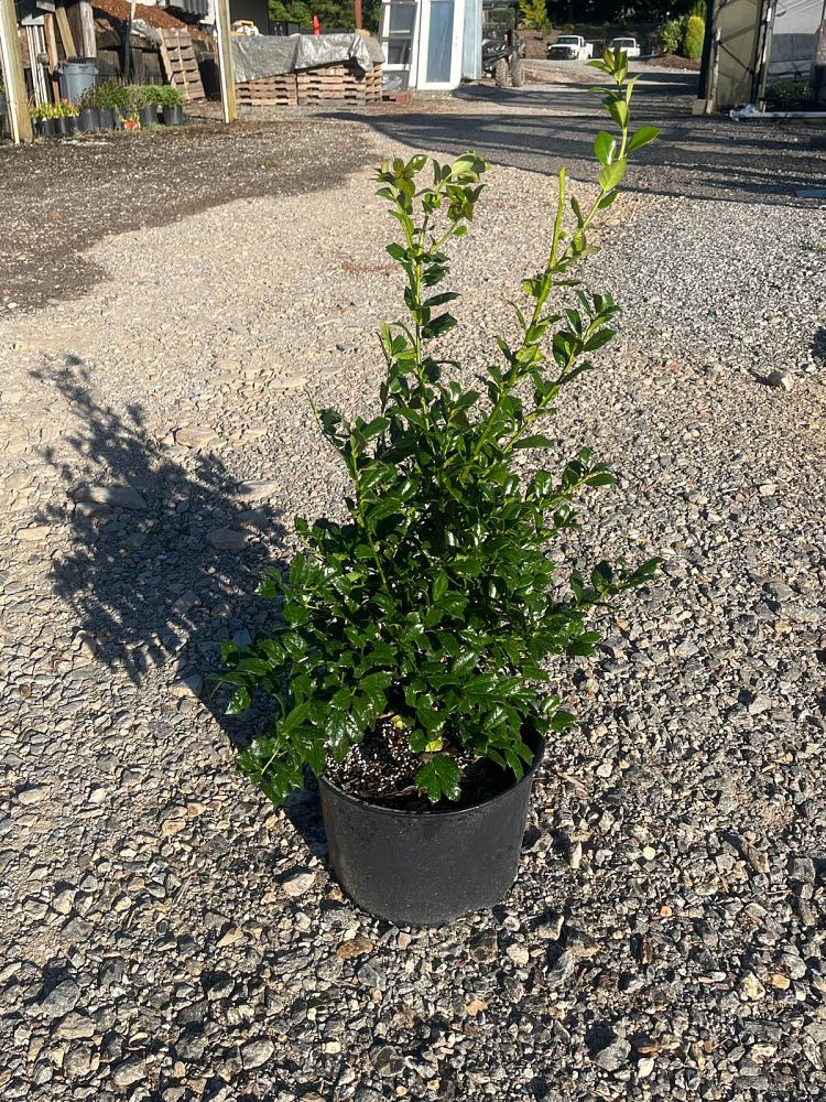 ilex-carolina-sentinel-holly