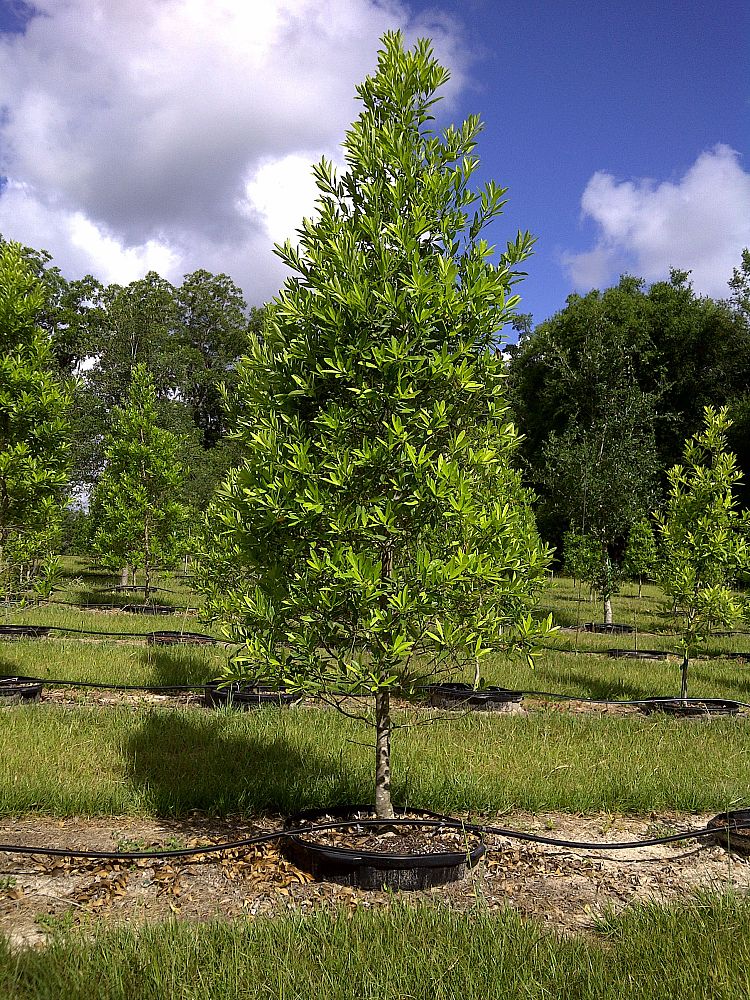 Slay's Trees plantANT.com Slay's Trees plantANT.com