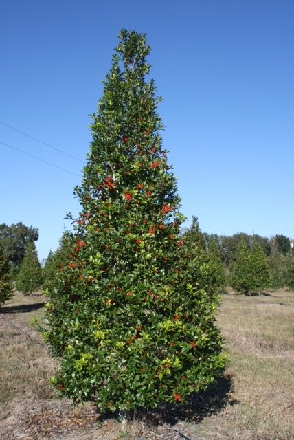 ilex-cassine-dahoon-holly-cassine-holly