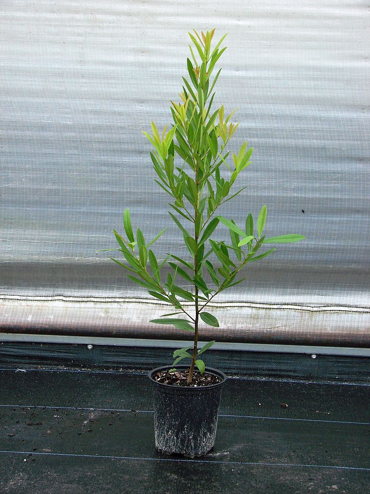 ilex-cassine-dahoon-holly-cassine-holly