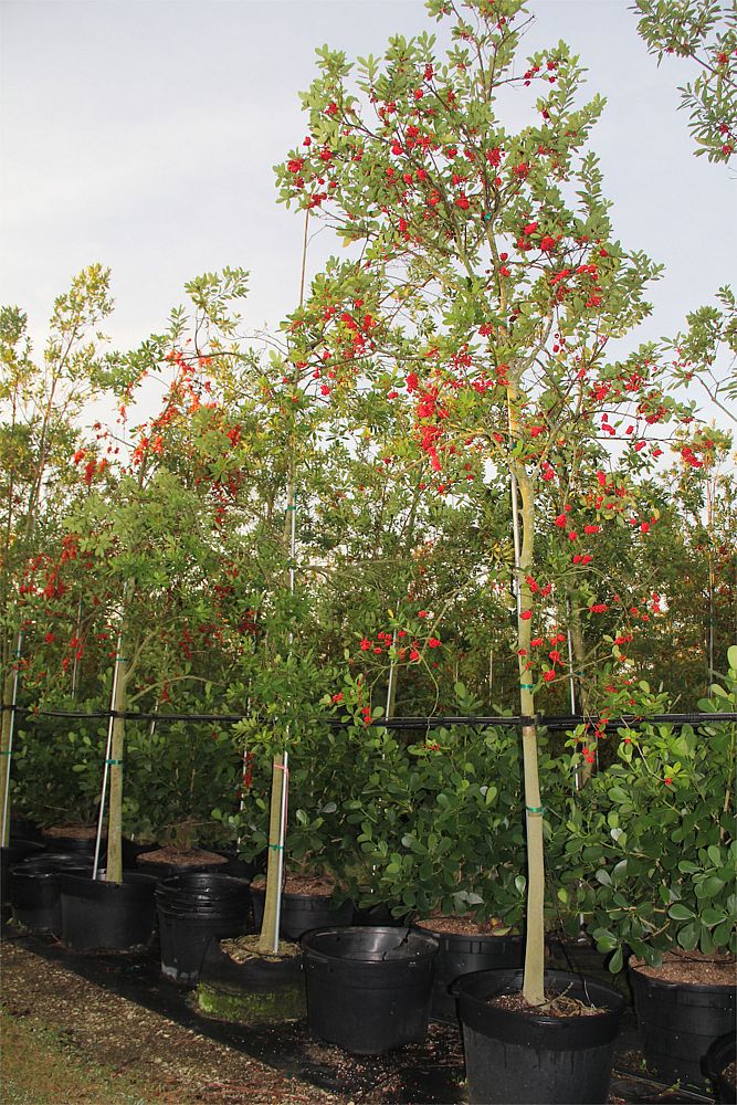 ilex-cassine-dahoon-holly-cassine-holly