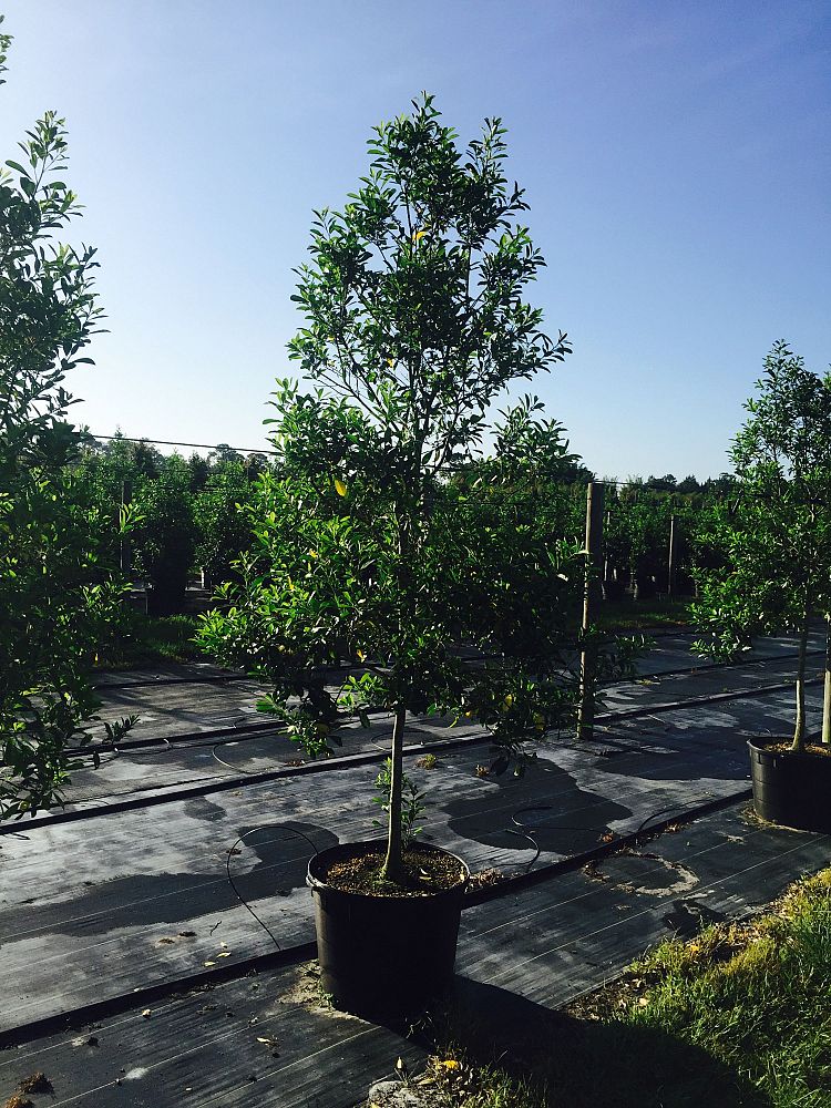 ilex-cassine-dahoon-holly-cassine-holly
