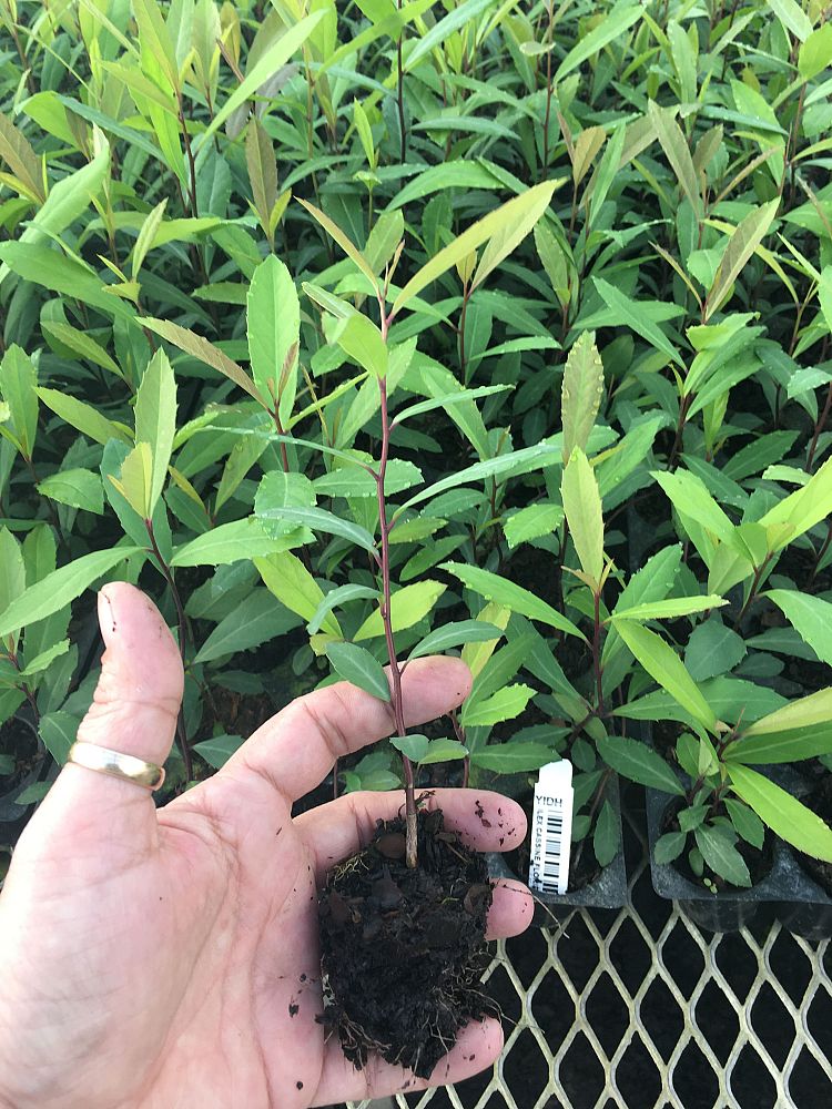 ilex-cassine-dahoon-holly-cassine-holly
