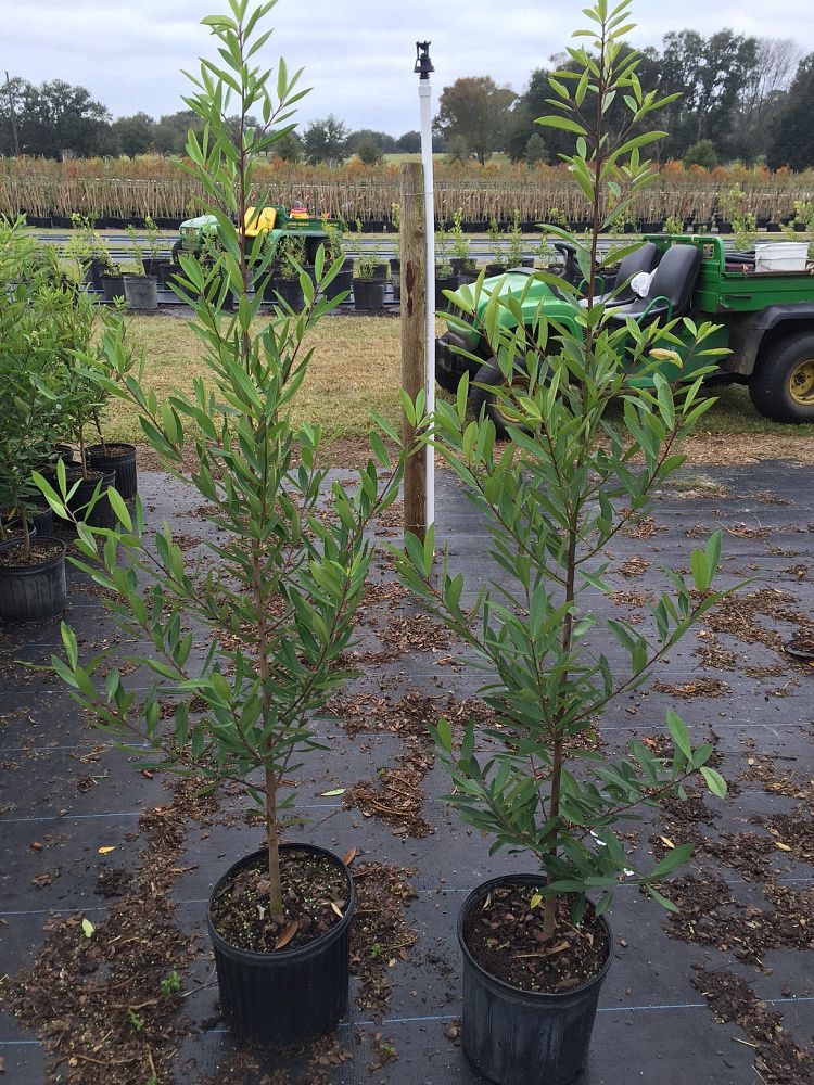ilex-cassine-dahoon-holly-cassine-holly