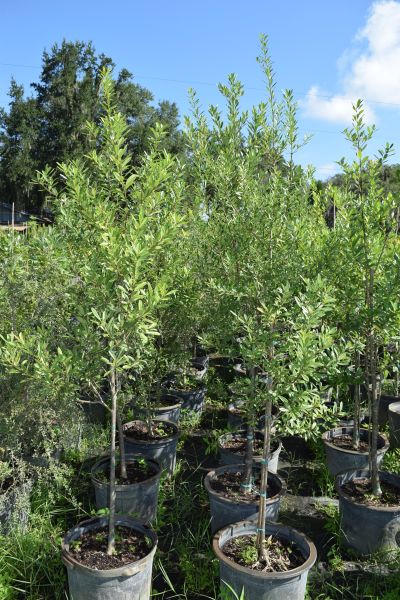 ilex-cassine-dahoon-holly-cassine-holly