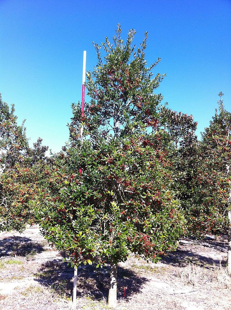 ilex-cassine-dahoon-holly-cassine-holly