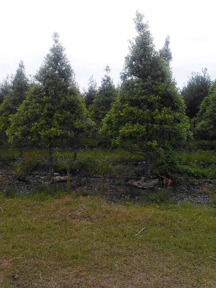ilex-cassine-dahoon-holly-cassine-holly