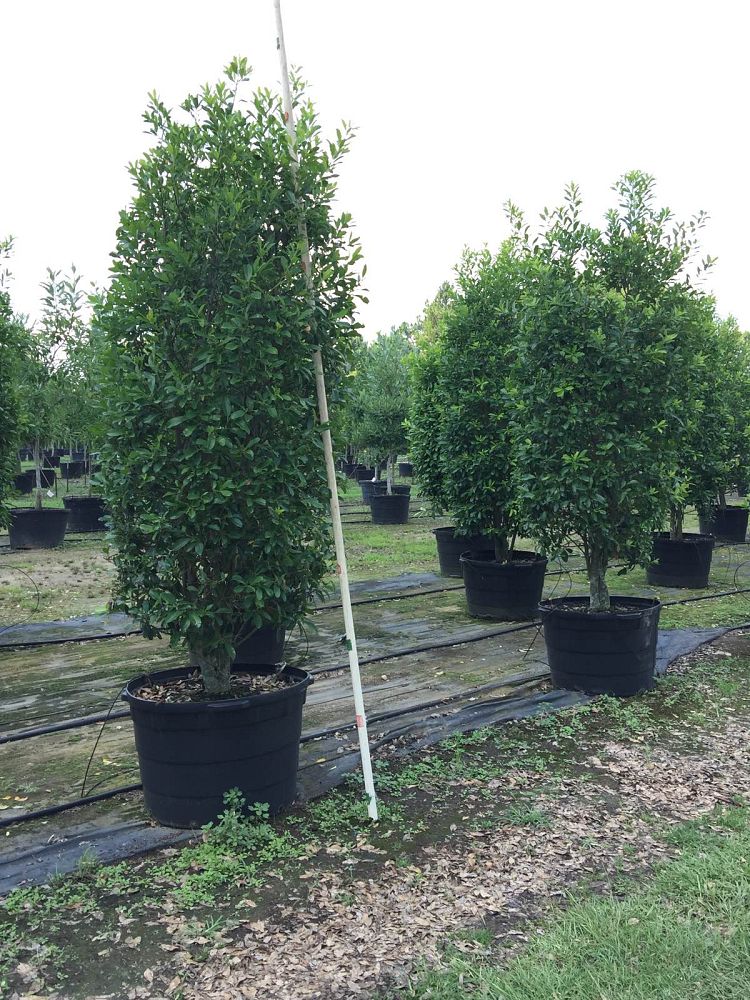ilex-cassine-dahoon-holly-cassine-holly