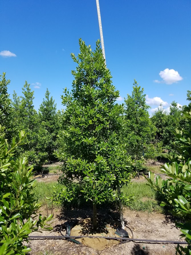 ilex-cassine-dahoon-holly-cassine-holly