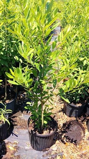 ilex-cassine-dahoon-holly-cassine-holly