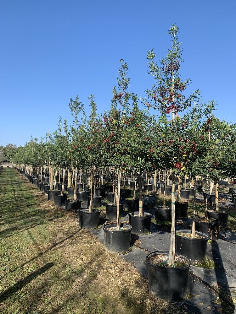 ilex-cassine-dahoon-holly-cassine-holly