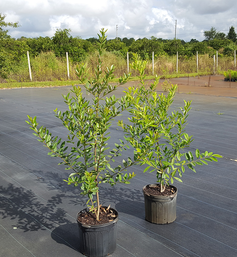 ilex-cassine-dahoon-holly-cassine-holly