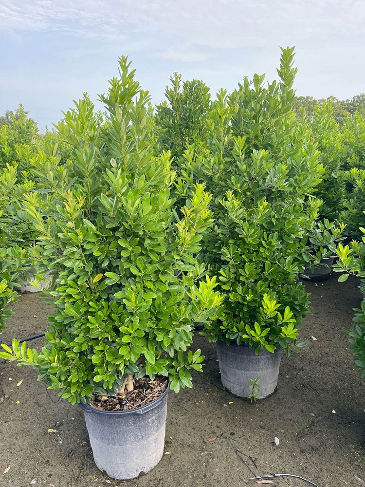 ilex-cassine-dahoon-holly-cassine-holly