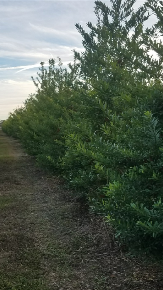 ilex-cassine-dahoon-holly-cassine-holly
