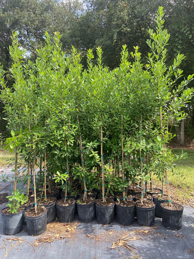 ilex-cassine-dahoon-holly-cassine-holly