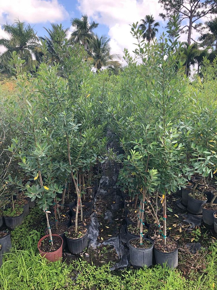 ilex-cassine-dahoon-holly-cassine-holly