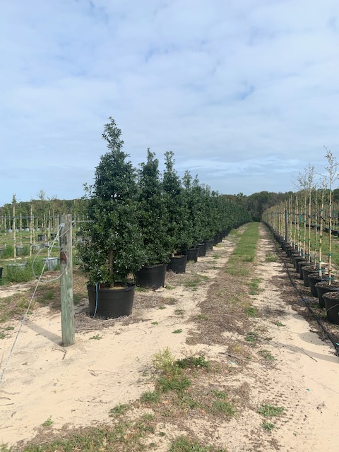 ilex-cassine-dahoon-holly-cassine-holly