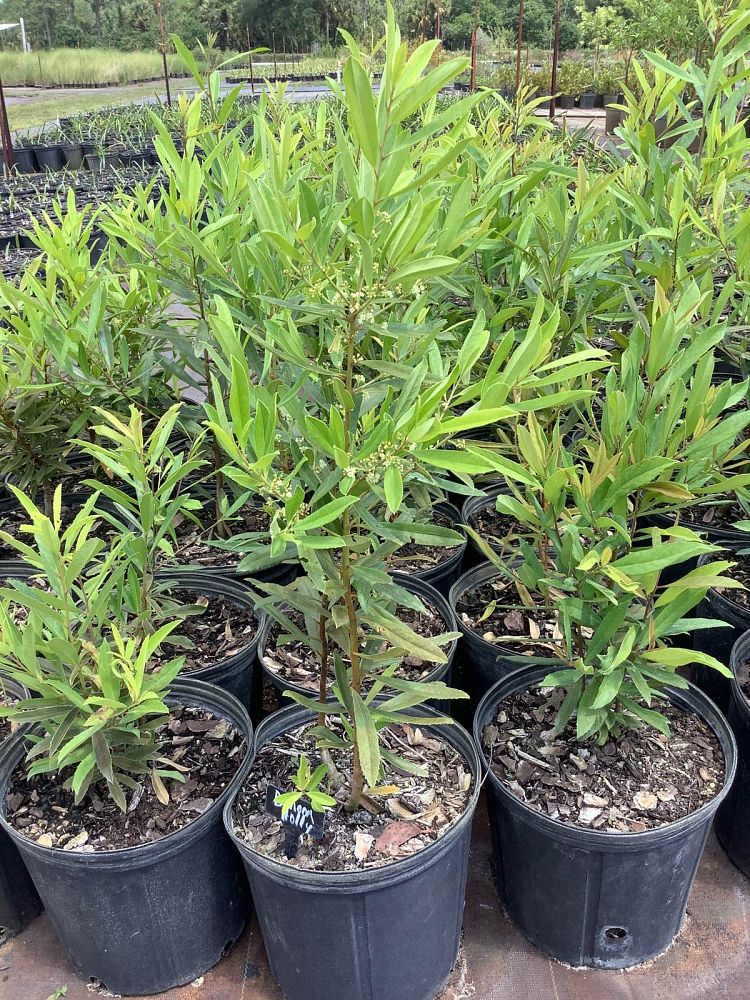 ilex-cassine-dahoon-holly-cassine-holly