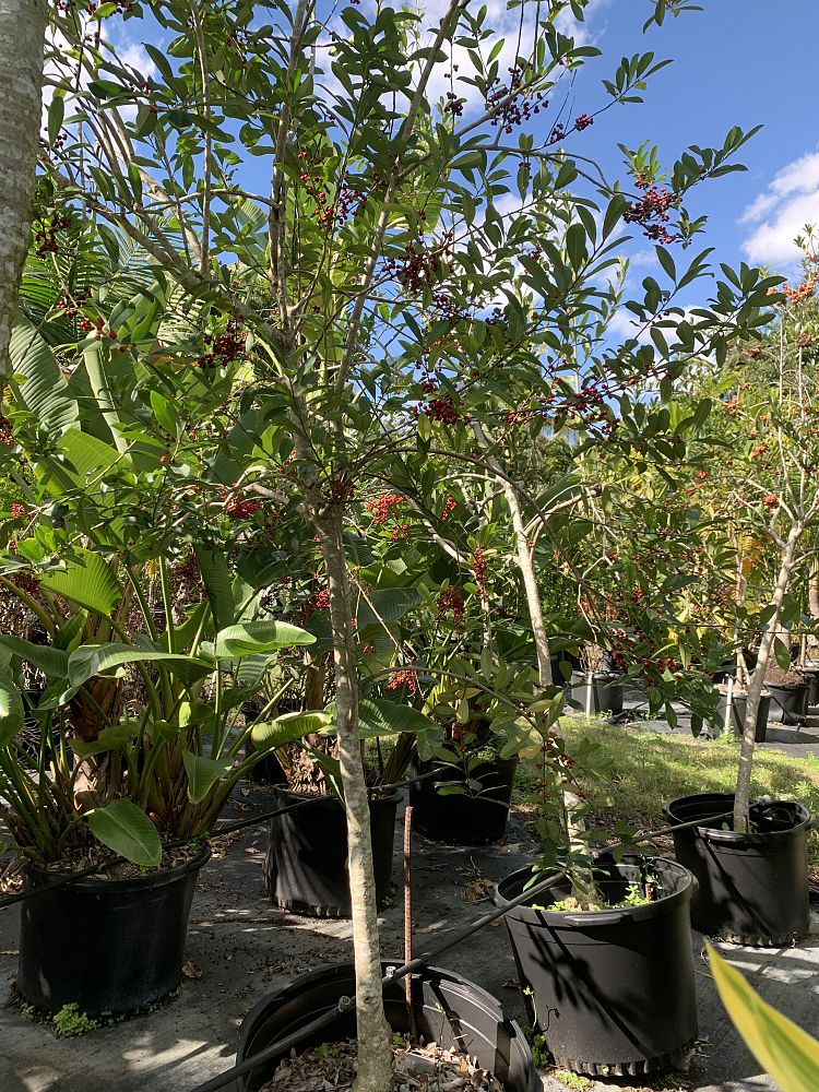 ilex-cassine-dahoon-holly-cassine-holly