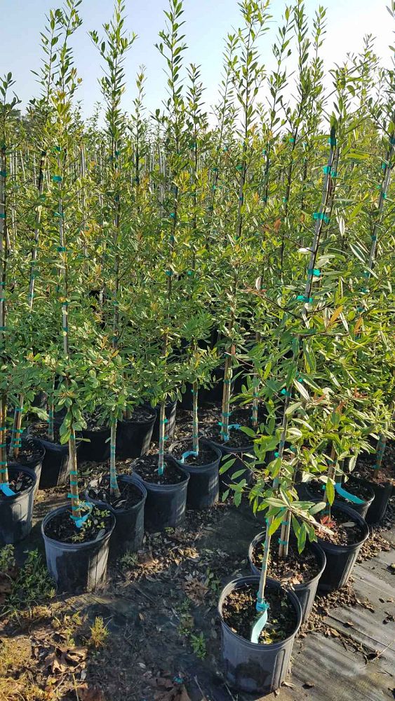 ilex-cassine-dahoon-holly-cassine-holly