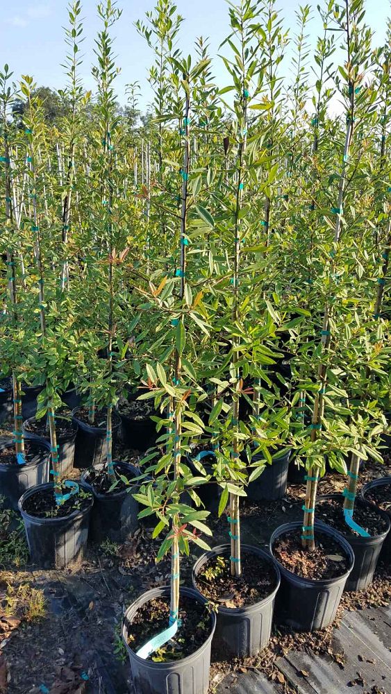 ilex-cassine-dahoon-holly-cassine-holly