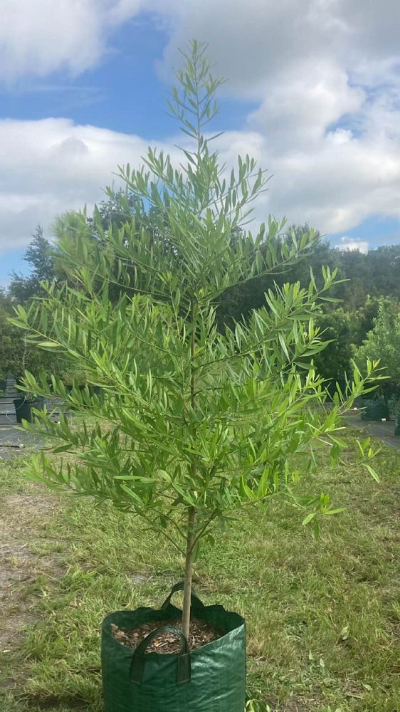 ilex-cassine-dahoon-holly-cassine-holly