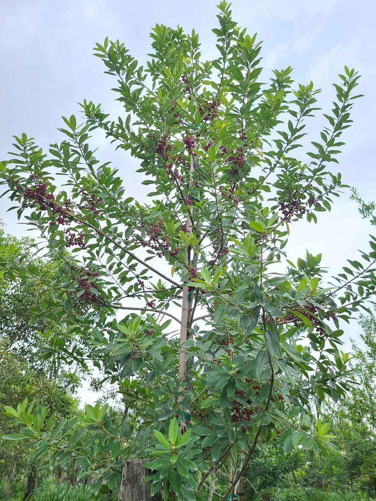ilex-cassine-dahoon-holly-cassine-holly