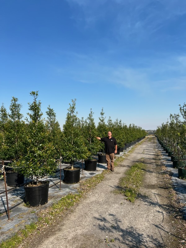 ilex-cassine-dahoon-holly-cassine-holly