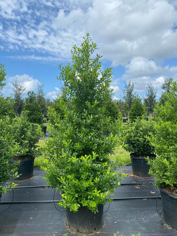 ilex-cassine-dahoon-holly-cassine-holly