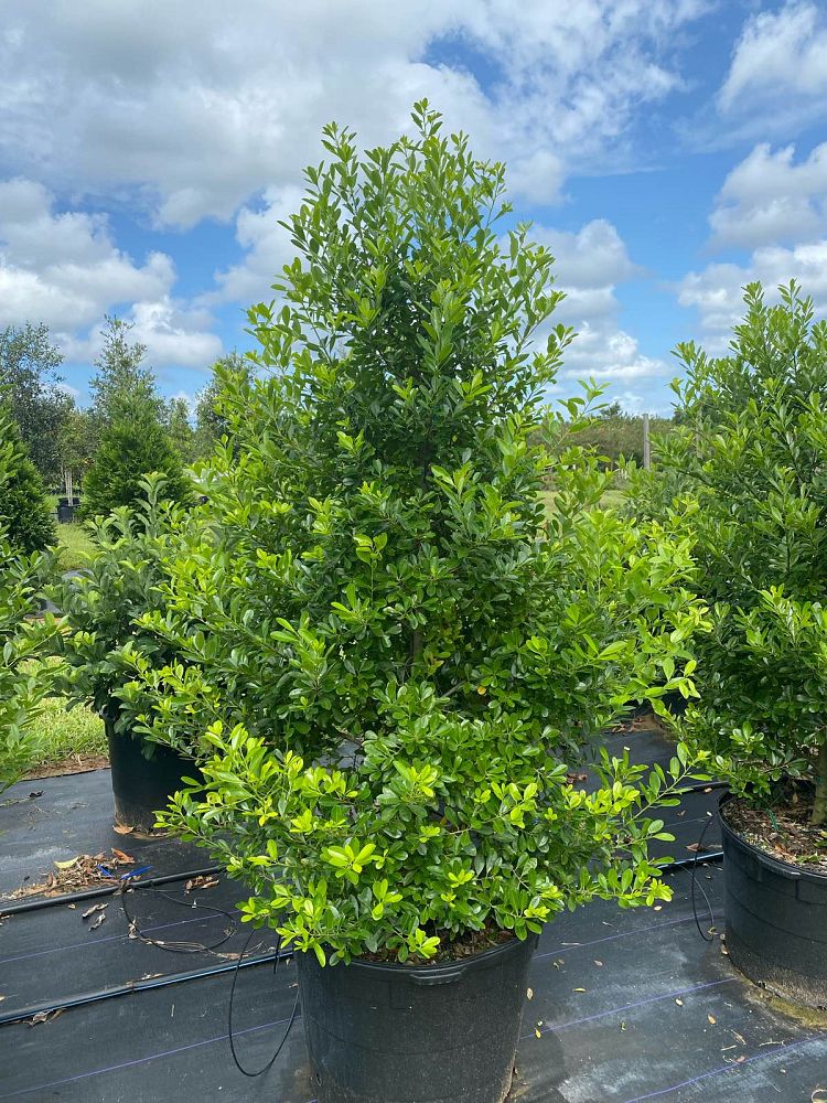 ilex-cassine-dahoon-holly-cassine-holly