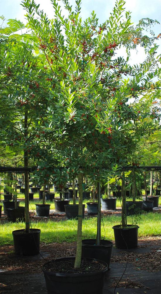 ilex-cassine-dahoon-holly-cassine-holly
