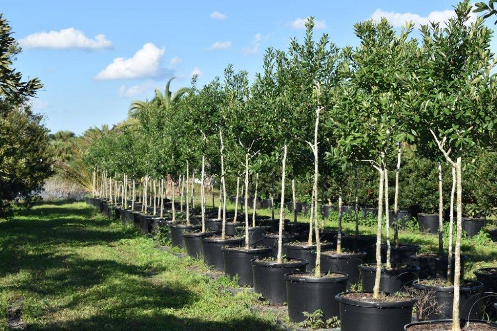 ilex-cassine-dahoon-holly-cassine-holly