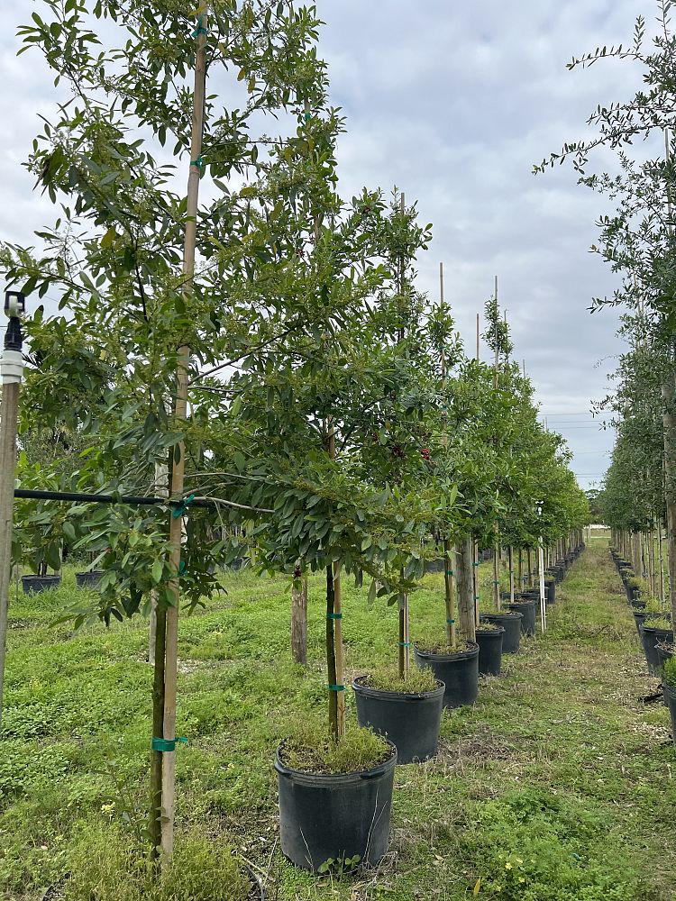 ilex-cassine-dahoon-holly-cassine-holly