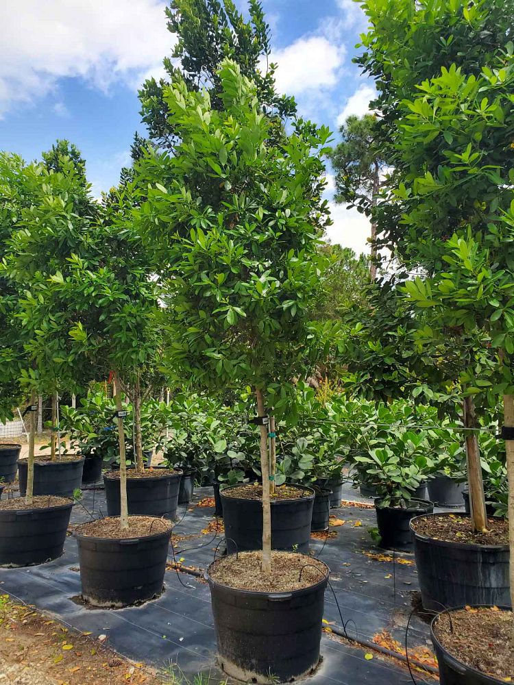 ilex-cassine-dahoon-holly-cassine-holly