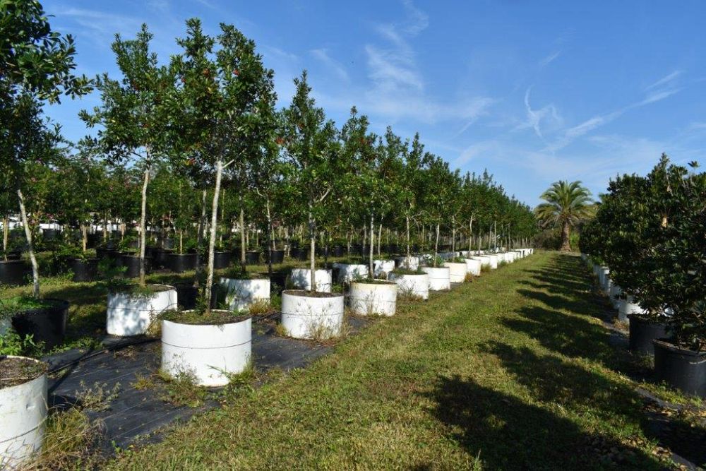 ilex-cassine-dahoon-holly-cassine-holly