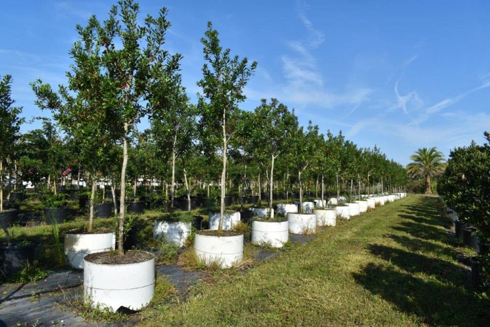 ilex-cassine-dahoon-holly-cassine-holly